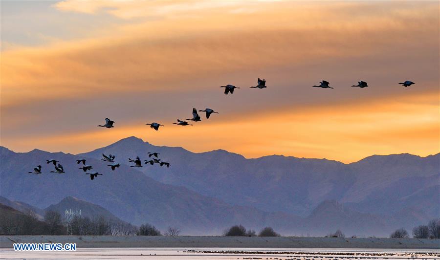 CHINA-TIBET-BLACK-NECKED CRANE-WINTER HABITAT (CN)