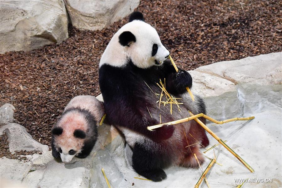 FRANCE-SAINT-AIGNAN-ZOOPARC DE BEAUVAL-PANDA BABY-YUAN MENG