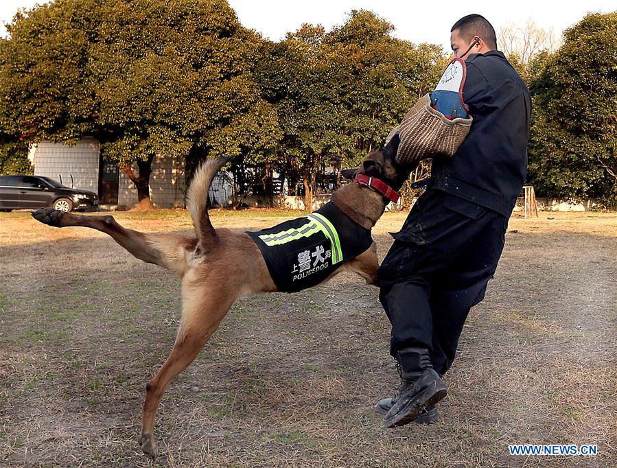 CHINA-SHANGHAI-POLICEDOG TRAINING (CN)