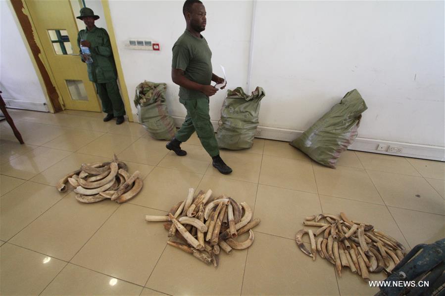 TANZANIA-DAR ES SALAAM-HIPPO TEETH-AUCTION