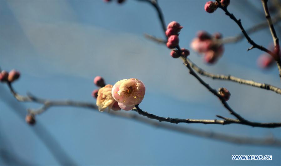 #CHINA-SPRING-PLUM BLOSSOM (CN) 