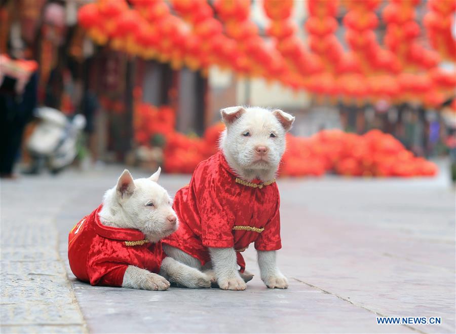 CHINA-DOG OF YEAR-APPROACHING (CN)