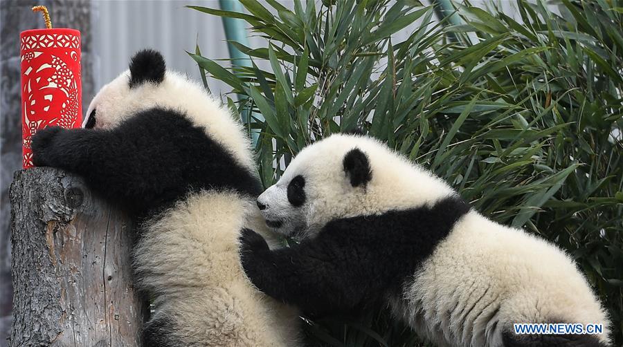 CHINA-SICHUAN-GIANT PANDA-SPRING FESTIVAL (CN)