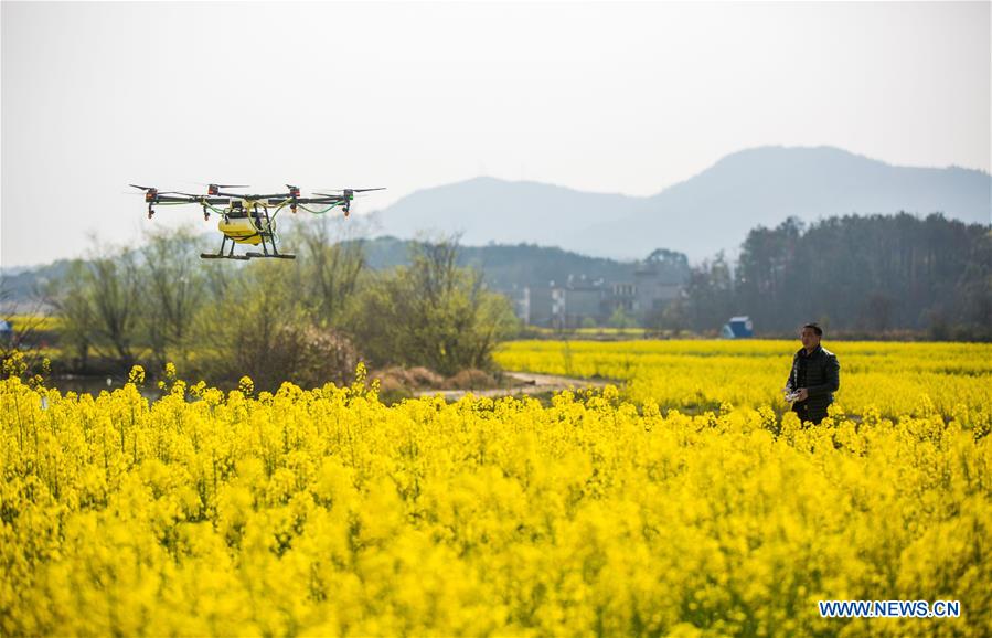 #CHINA-SPRING SCENERY-COLE FLOWERS (CN)