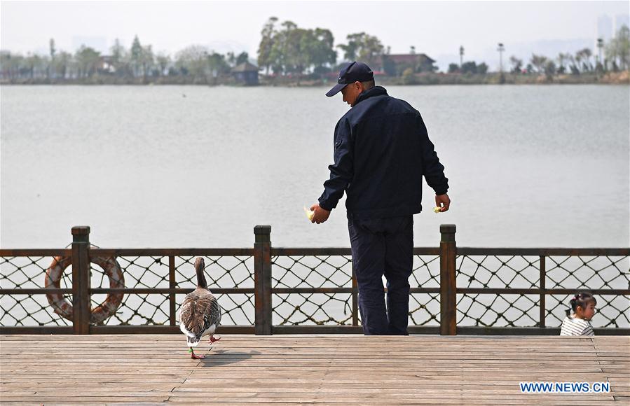 CHINA-JIANGXI-WILD GOOSE-OLD MAN-ATTACHMENT (CN)