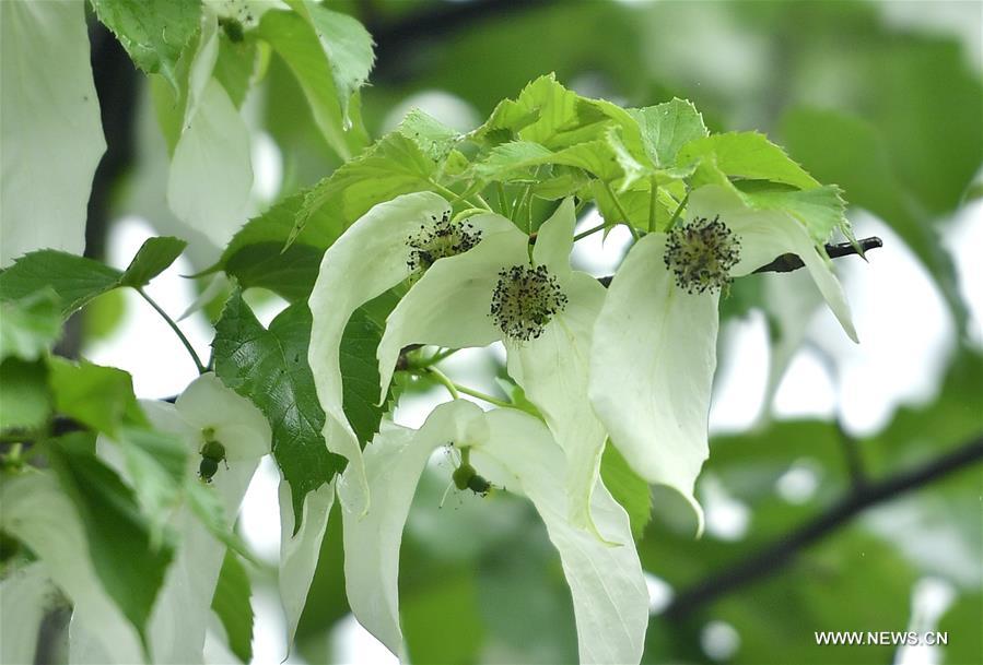 #CHINA-CHINESE DOVE TREE-FLOWERS (CN)