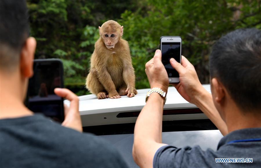 CHINA-NATURE-MOUNT WUYI-MACAQUE (CN)