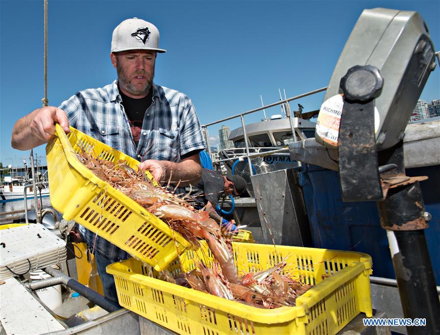 CANADA-VANCOUVER-SPOT PRAWN-OPENING SEASON