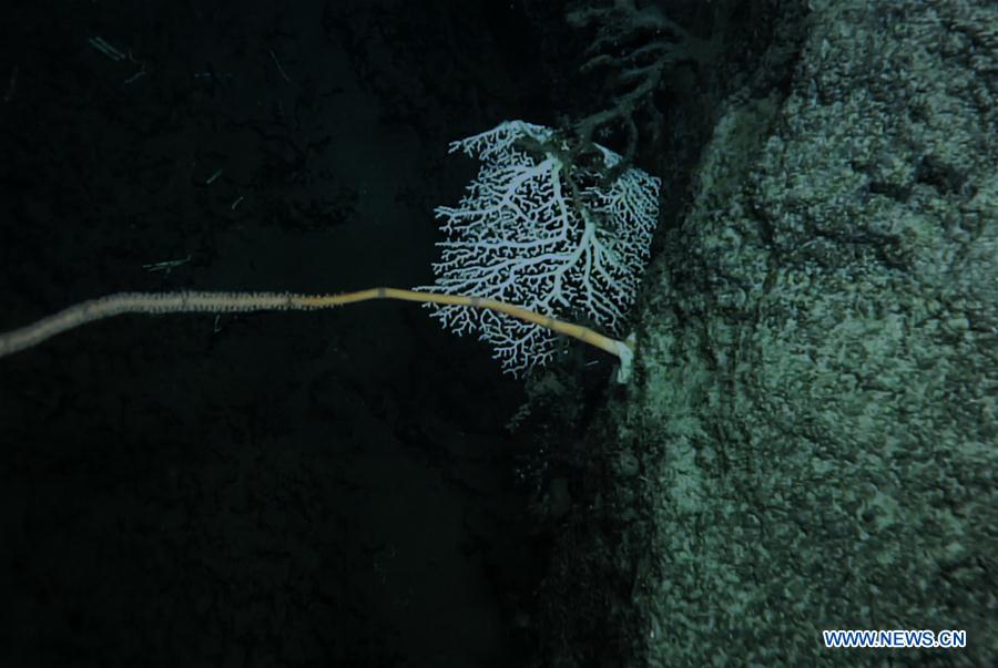 CHINA-SOUTH CHINA SEA-GANQUAN PLATEAU-COLD WATER CORAL (CN)