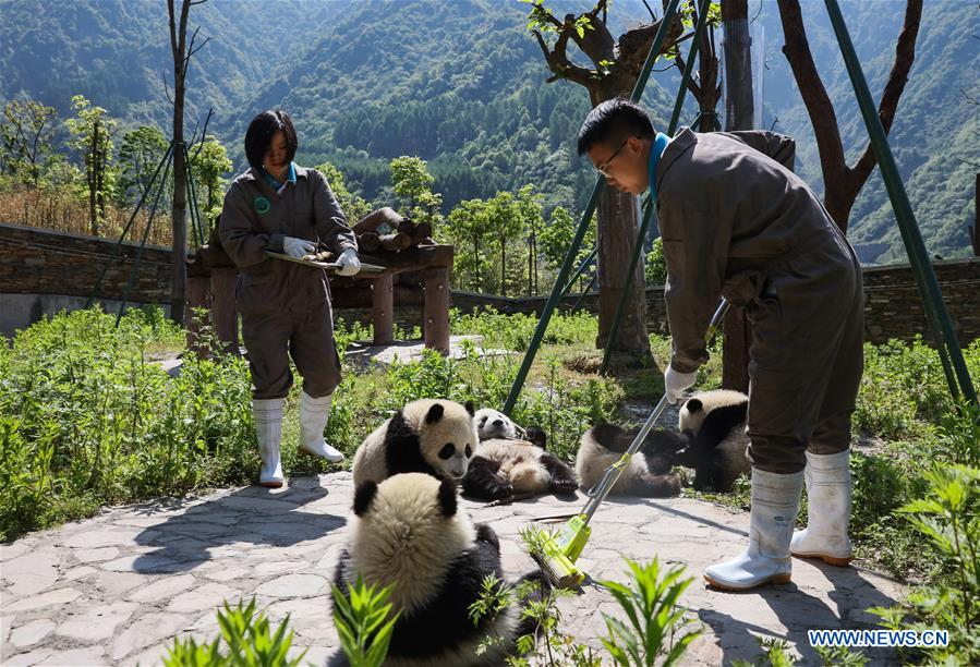 CHINA-SICHUAN-GIANT PANDA-SHENSHUPING PROTECTION BASE (CN)