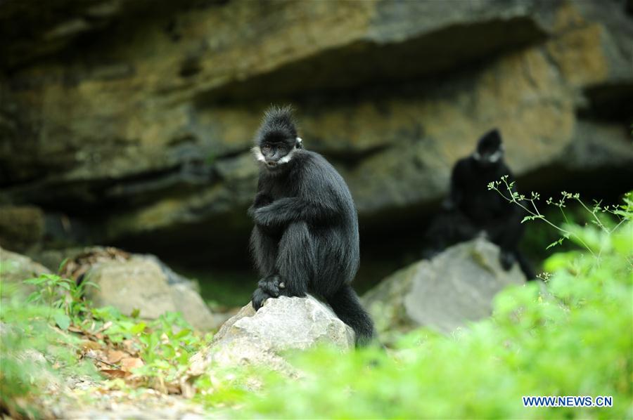 #CHINA-GUIZHOU-FRANCOIS'S LANGUR (CN*) 