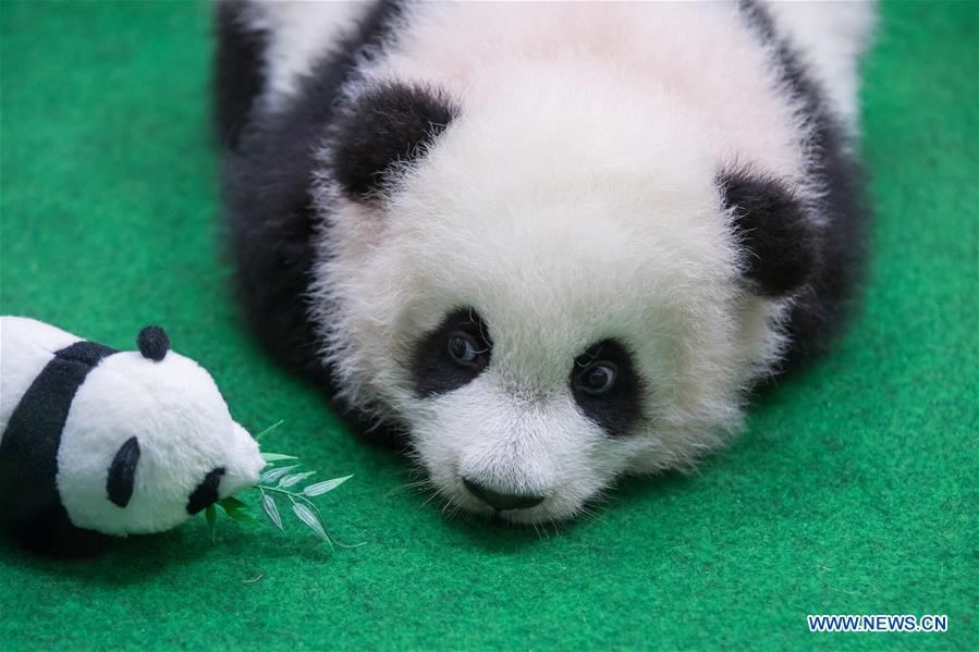 MALAYSIA-KUALA LUMPUR-CHINA-GIANT PANDA CUB-DEBUT