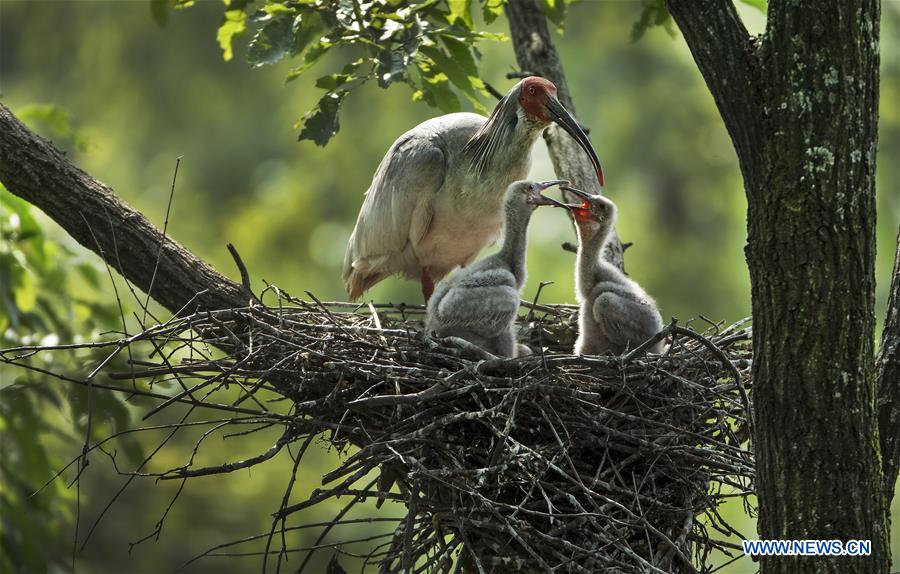 CHINA-SHAANXI-CRESTED IBIS-BREEDING (CN)