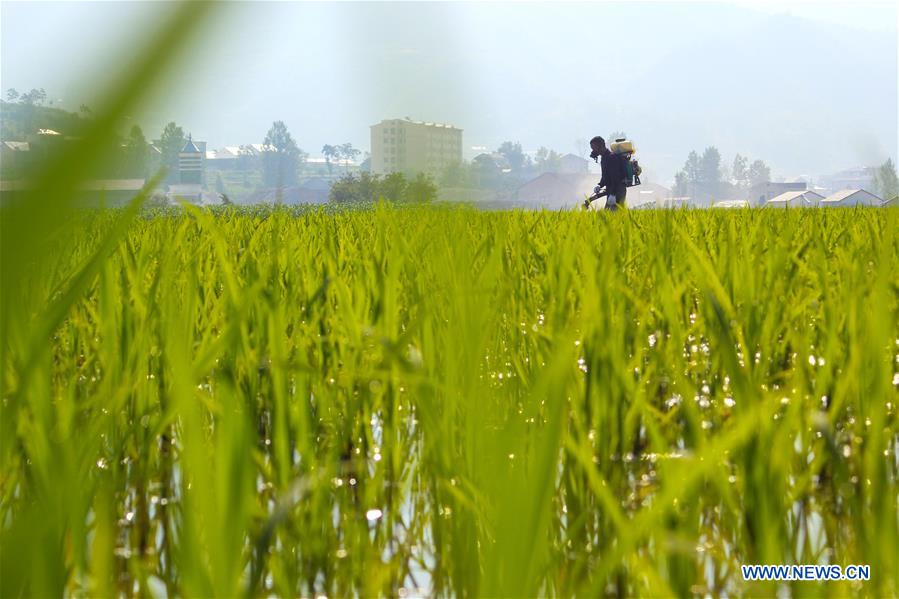 #CHINA-AGRICULTURE-FARMER-WORK (CN)