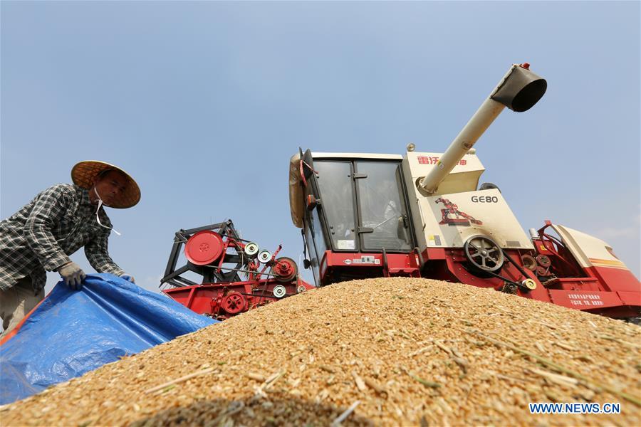 #CHINA-AGRICULTURE-WHEAT HARVEST (CN)