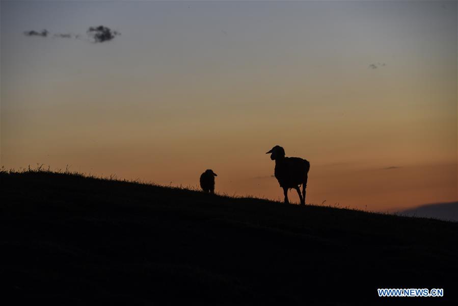 CHINA-XINJIANG-SUMMER PASTURE-TRANSFER (CN)