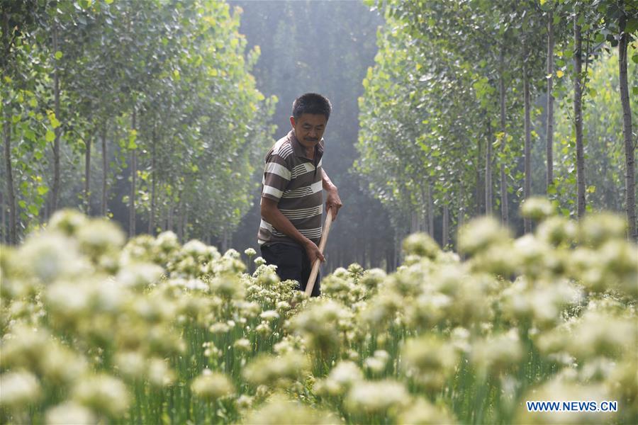 #CHINA-SUMMER-FARM WORK (CN)