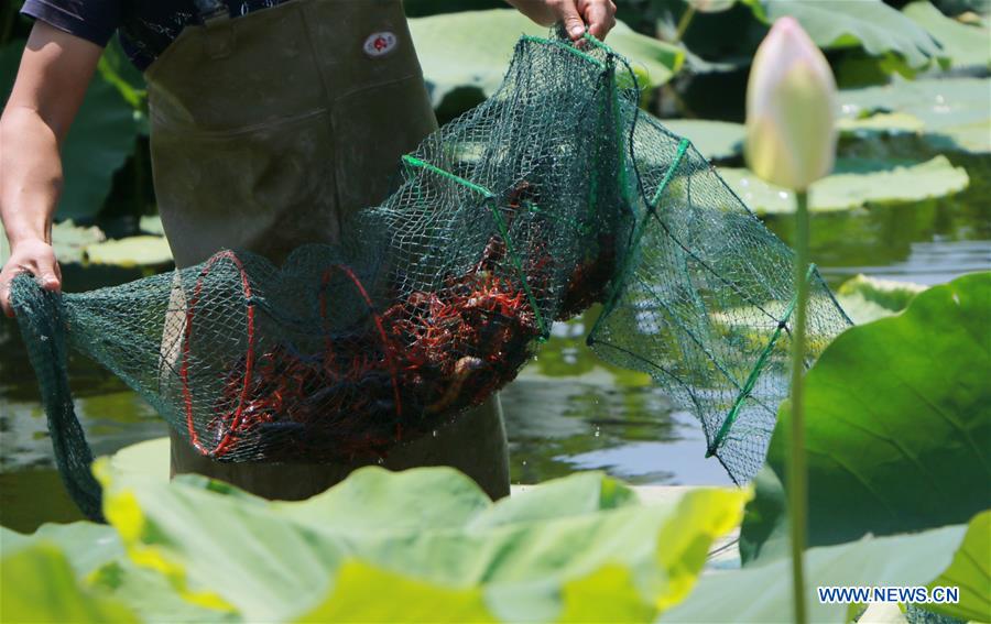 CHINA-JIANGSU-CRAYFISH-CULTIVATION (CN)