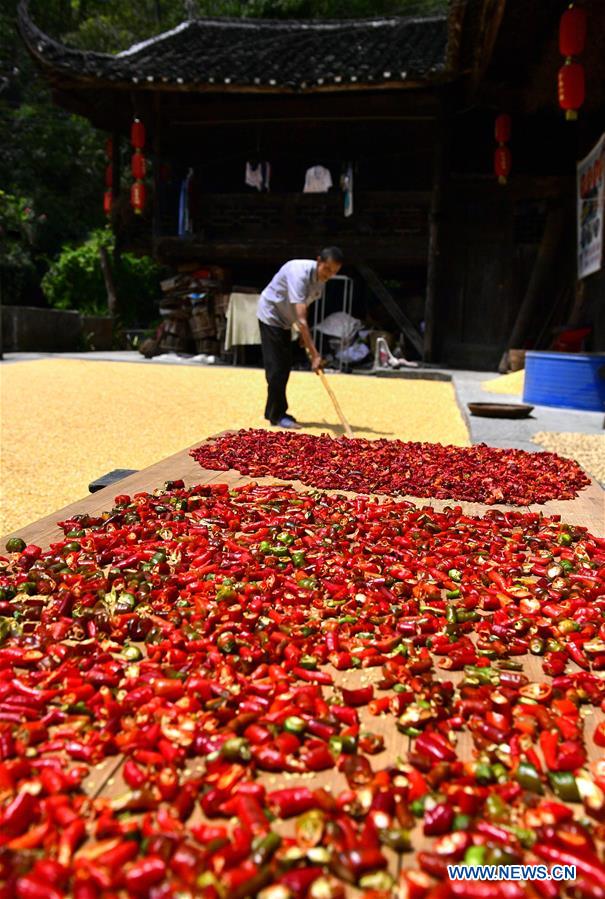 #CHINA-HUBEI-ENSHI-HARVEST (CN)