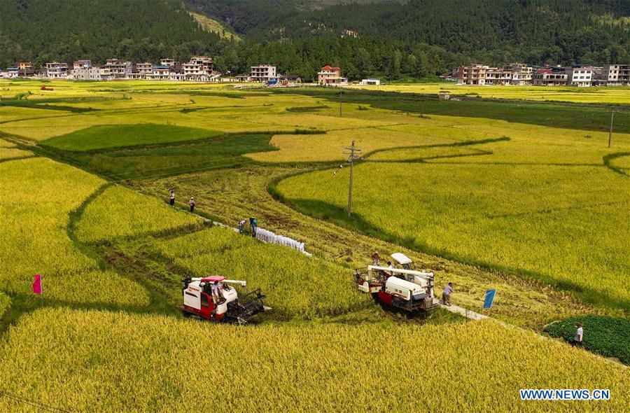 #CHINA-GUIZHOU-TONGREN-HARVEST (CN)