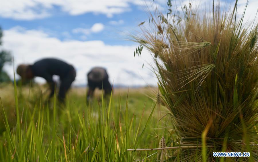 CHINA-TIBET-AGRICULTURE-HARVEST (CN)