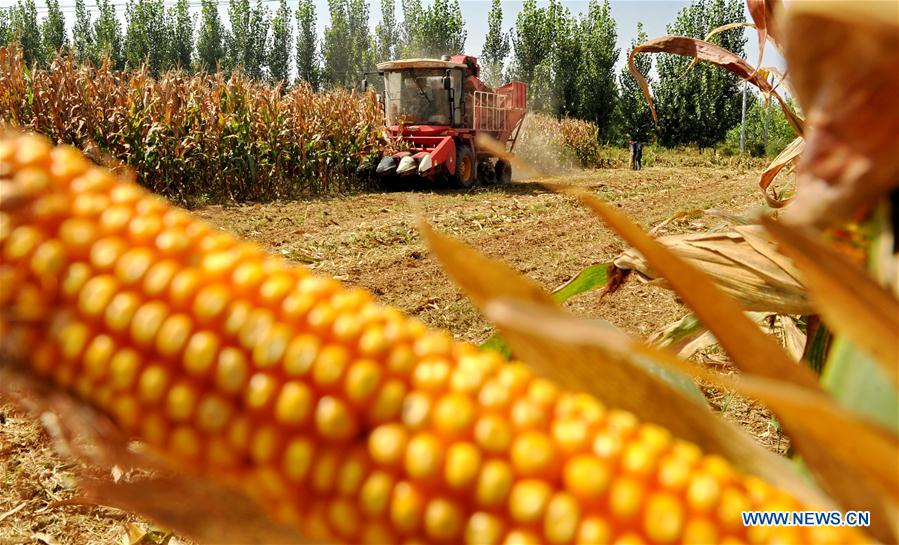 CHINA-HEBEI-CANGZHOU-HARVEST (CN)