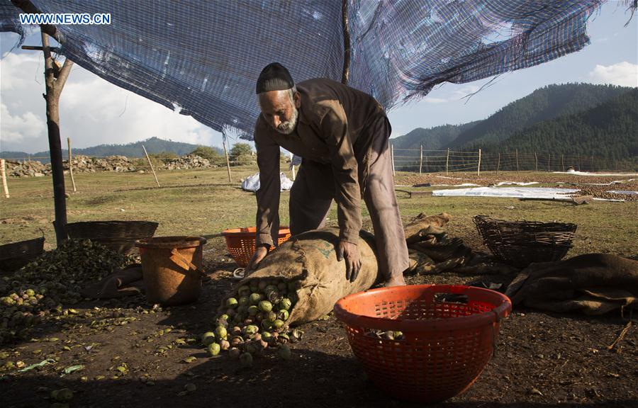 INDIA-KASHMIR-SRINAGAR-WALNUT HARVEST