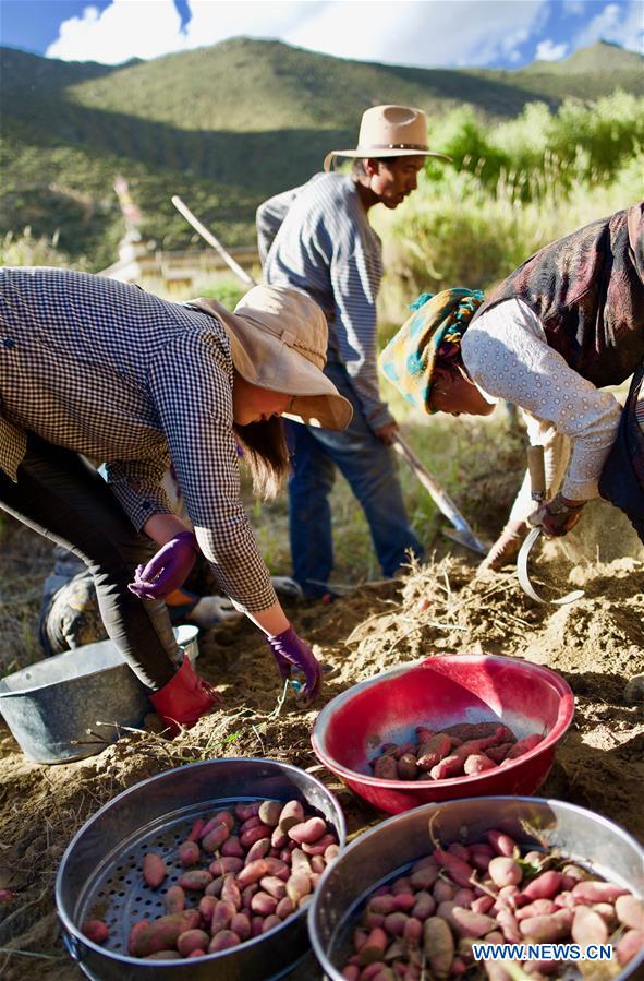 CHINA-TIBET-GONGGAR-HARVEST (CN)