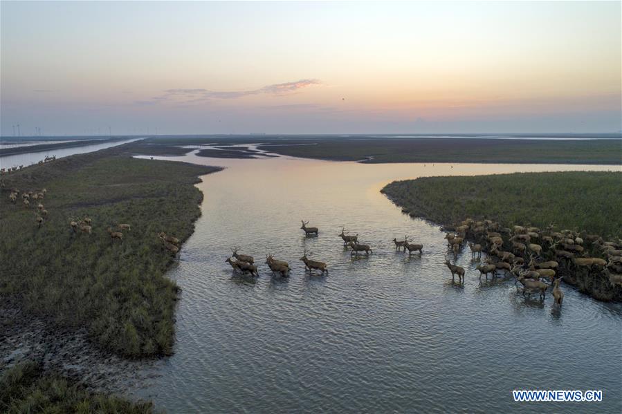 #CHINA-JIANGSU-YANCHENG-MILU DEER (CN)