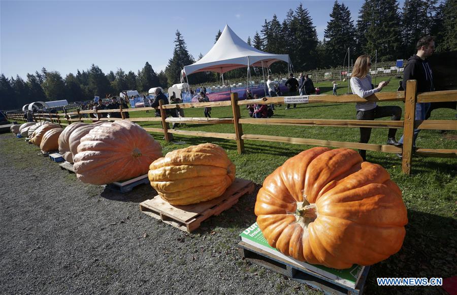 CANADA-LANGLEY-GIANT PUMPKIN WEIGH-OFF EVENT