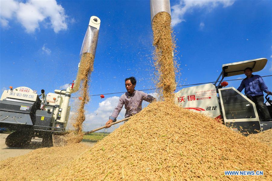 CHINA-JIANGSU-XUYI-AUTUMN-HARVEST (CN)