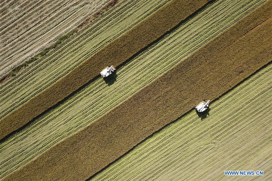 #CHINA-JIANGSU-HARVEST SEASON (CN)