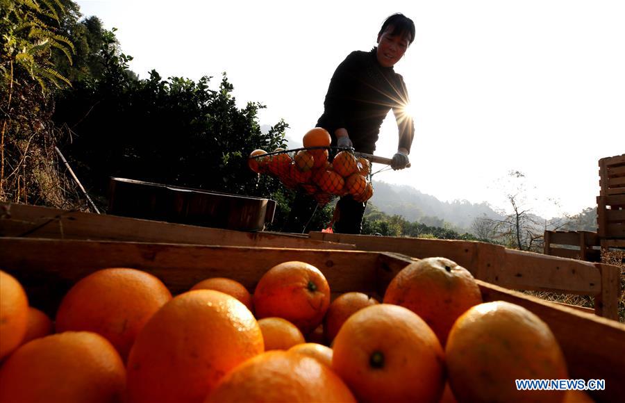 #CHINA-JIANGXI-NAVEL ORANGE-HARVEST (CN)