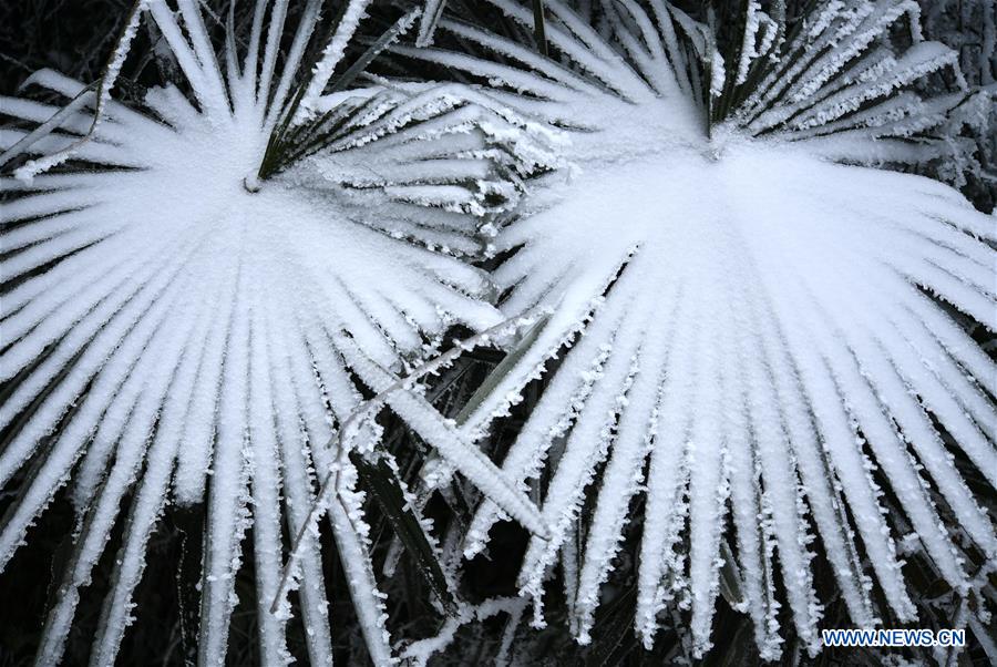 #CHINA-HUBEI-ENSHI-FROZEN PLANTS(CN)