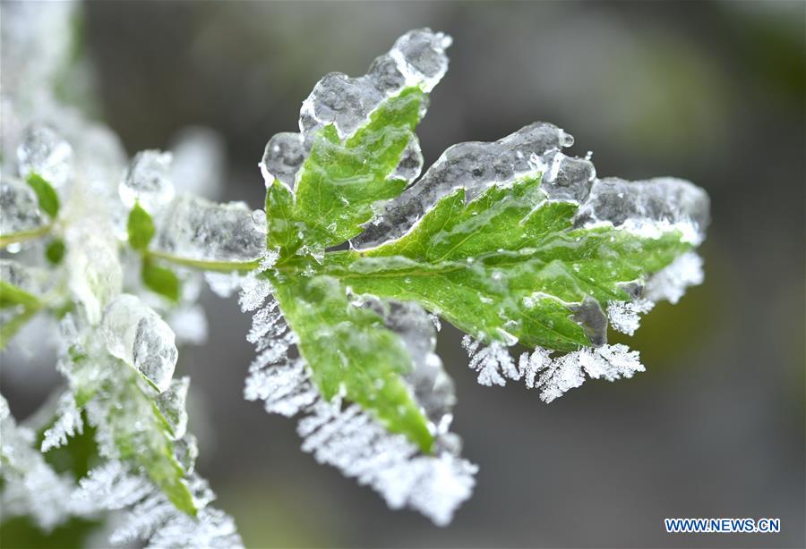 #CHINA-HUBEI-ENSHI-FROZEN PLANTS(CN)