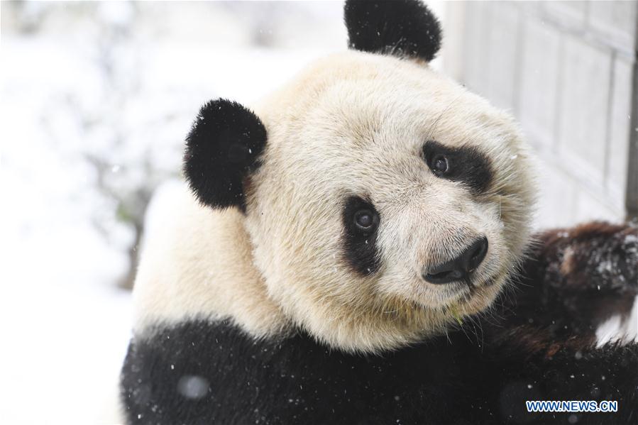 CHINA-ANHUI-SNOW-GIANT PANDA (CN)