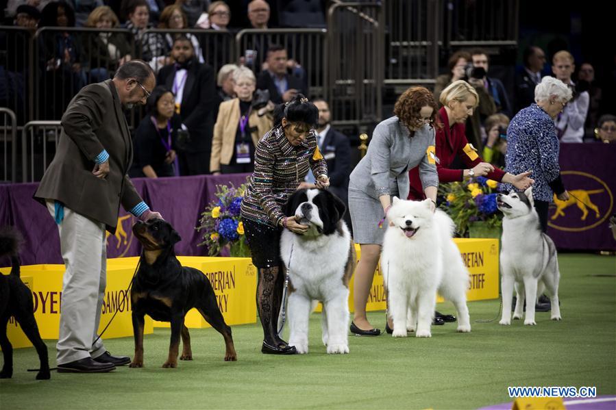 US-NEW YORK-DOG SHOW