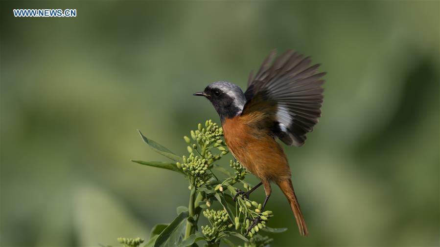 CHINA-FUJIAN-BIRDS (CN)