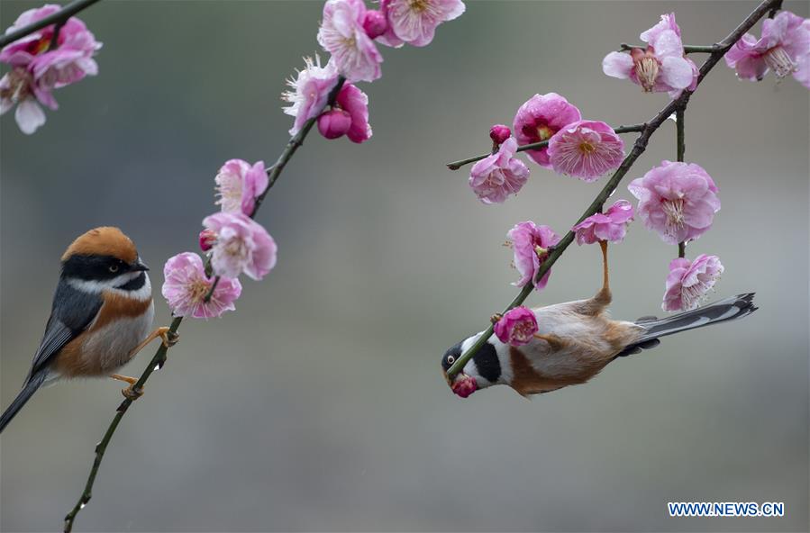 #CHINA-JIANGSU-WUXI-NATURE-PLUM BLOSSOM AND BIRD (CN)