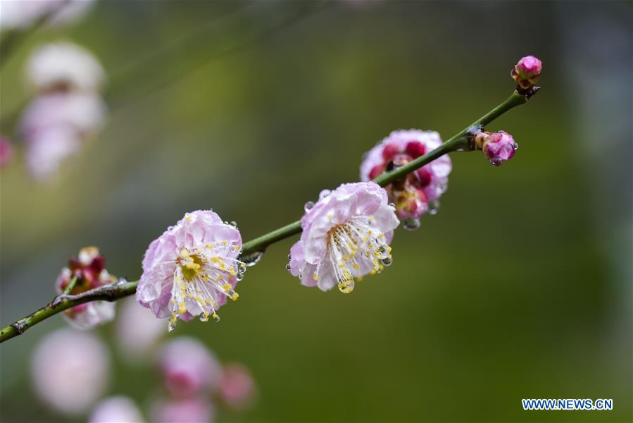 #CHINA-JIANGSU-TAIZHOU-PLUM FLOWERS (CN)