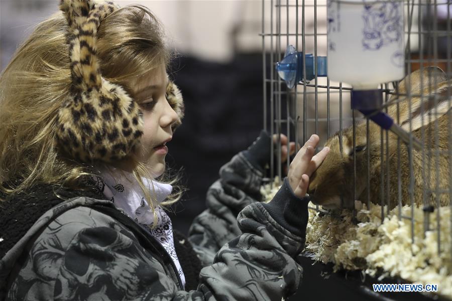 U.S.-HOUSTON-RABBIT-CAVY-COSTUME CONTEST