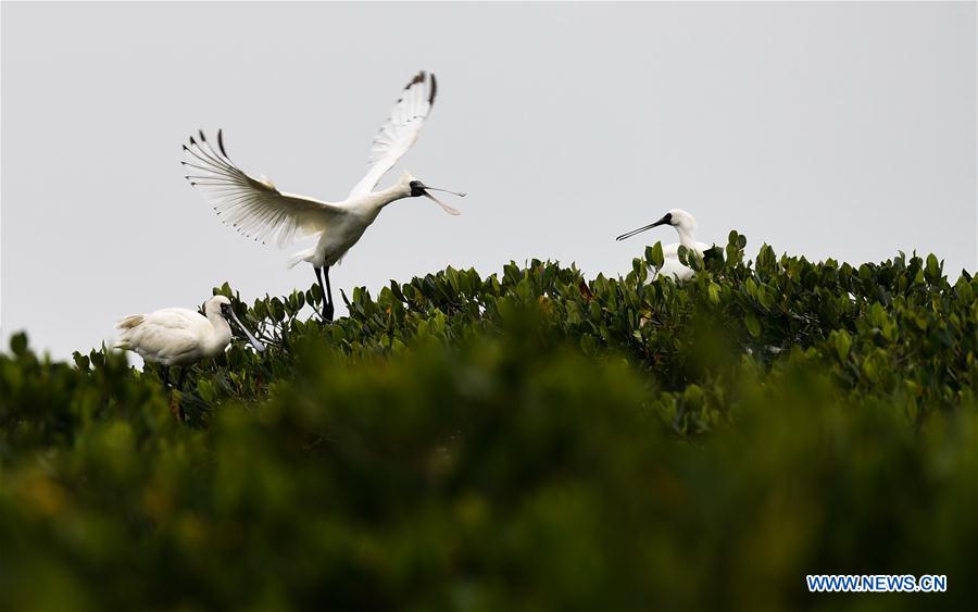 CHINA-HAINAN-SPRING-SPOONBILLS (CN)