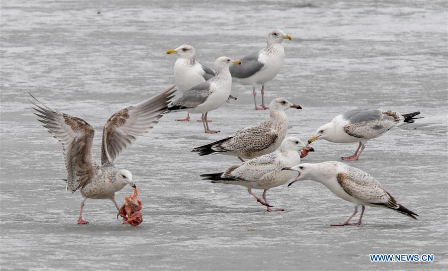 CHINA-JILIN-BIRD-MIGRATION (CN)