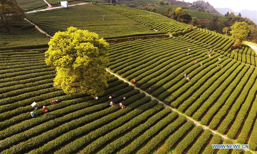 CHINA-CHONGQING-SPRING TEA-HARVEST (CN)