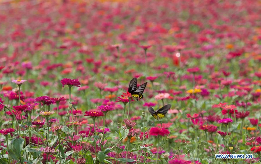 CHINA-BOAO-VILLAGE-SPRING SCENERY (CN)