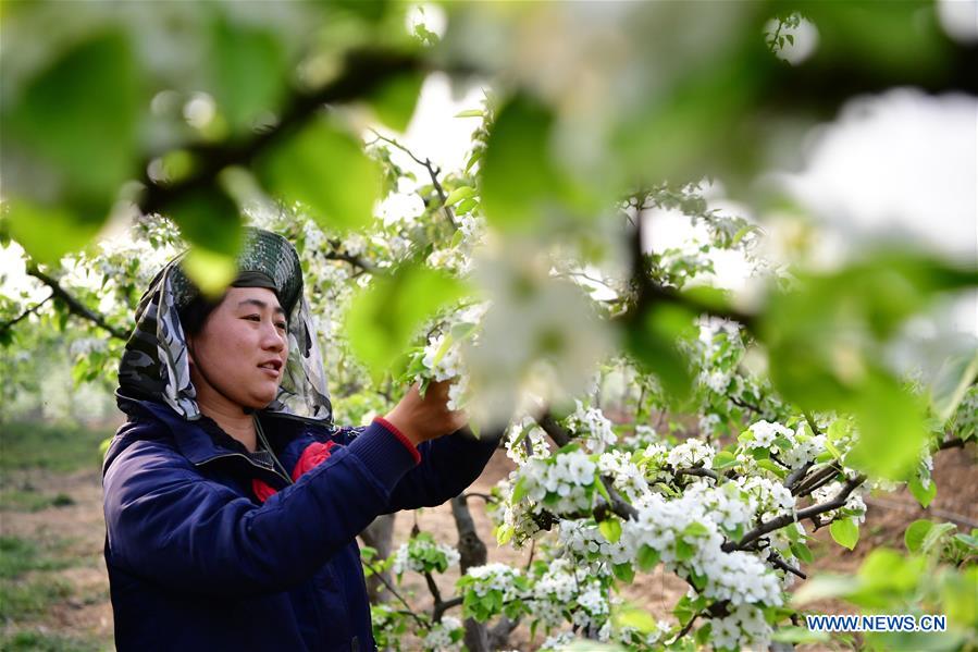 CHINA-HENAN-PEAR TREE-BLOOMING (CN)