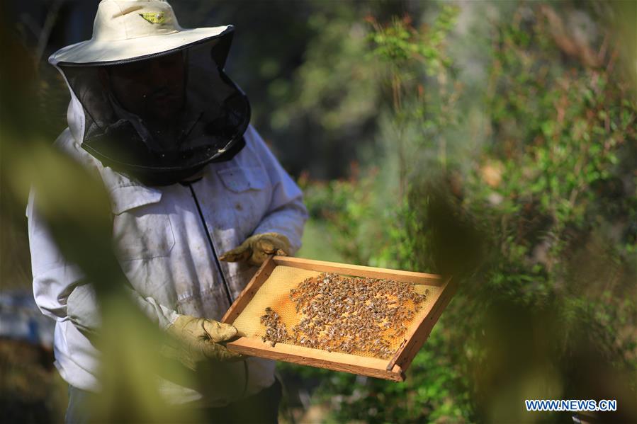 MIDEAST-GAZA-RAFAH-BEEKEEPERS