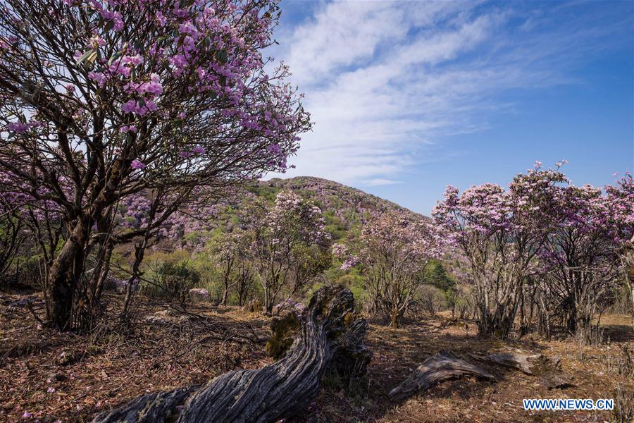 CHINA-SICHUAN-YANBIAN-RHODODENDRON (CN)