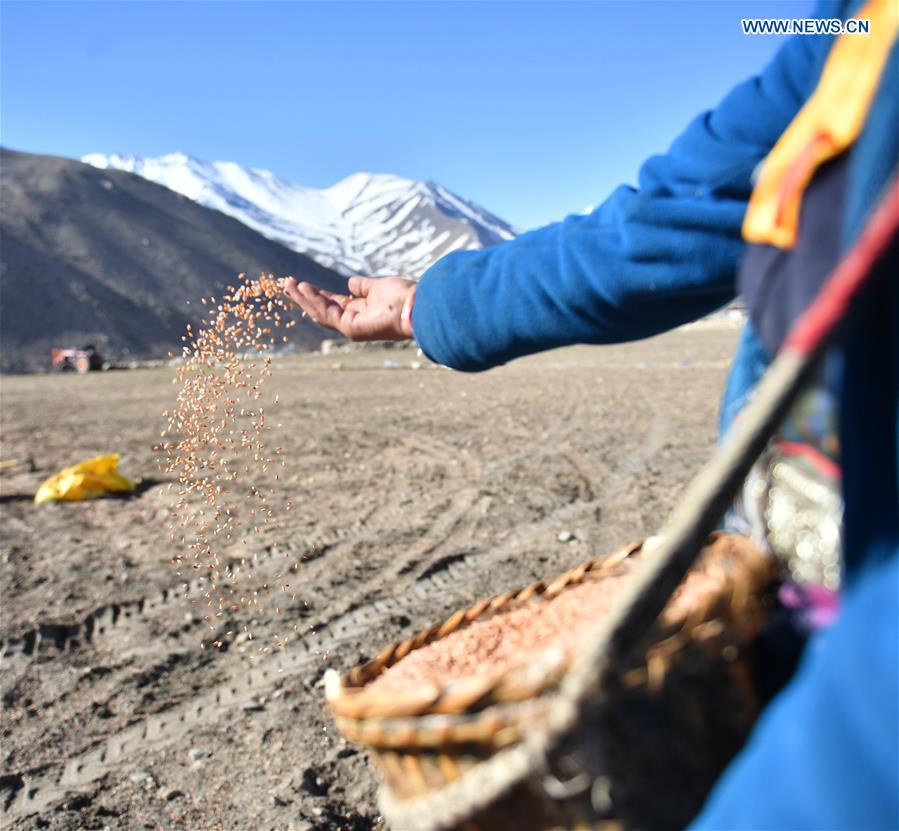 CHINA-TIBET-XIGAZE-FARMING (CN)