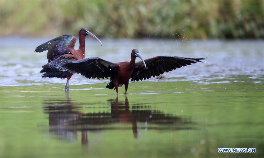 CHINA-SHAANXI-HANZHONG-GLOSSY IBIS (CN)